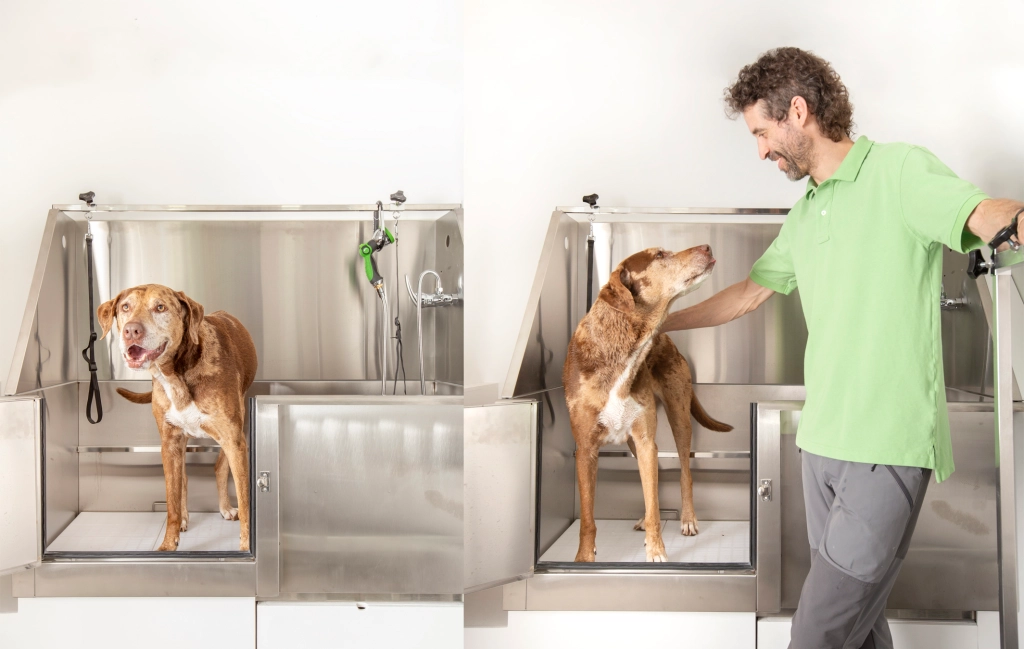 Everything You Need to Know About Dog Grooming Services on Bark US